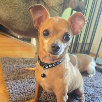 Chihuahua Dogs Available for Adoption in Baldwin, Maryland - Dino | PetCurious