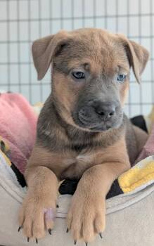 Moe -  Mixed Breed Dog for Adoption in St. Augustine, Florida - Moe | PetCurious