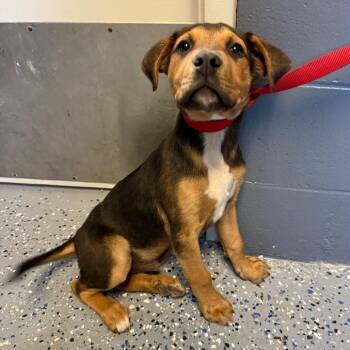 Hound and Shepherd Dogs Available for Adoption in Tuscaloosa, Alabama - Doug | PetCurious