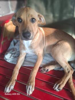 Rescue Mixed Breed Dogs for Adoption in Georgetown, Texas - Gwenda | PetCurious