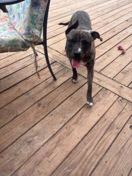 Sammy (Courtesy Post) -  Pit Bull Terrier Dog for Adoption in Rutherfordton, North Carolina - Sammy (Courtesy Post) | PetCurious