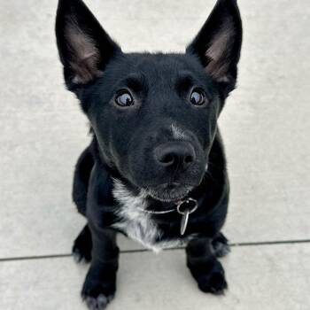 Lilac -  Shepherd and Mixed Breed Dog for Adoption in Matteson, Illinois - Lilac | PetCurious