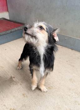 Terrier and Mixed Breed Dogs Available for Adoption in Severance, Colorado - Shaggy (Shaqui) | PetCurious