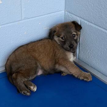 Papaya Hiya -  Mixed Breed Dog Available for Adoption in Martinsville, Virginia - Papaya Hiya | PetCurious