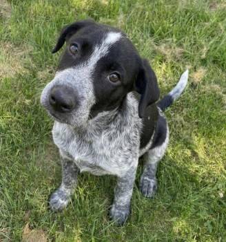 Auggie -  German Shorthaired Pointer and Border Collie Dog for Adoption in Crown Point, Indiana - Auggie | PetCurious