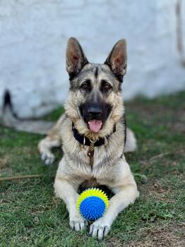 Rescue German Shepherd Dog Dogs for Adoption in Palos Verdes Estates, California - Cooley | PetCurious