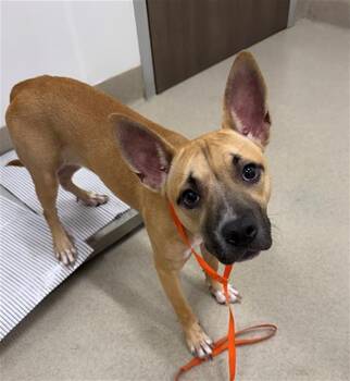 MEEP -  Staffordshire Bull Terrier and Mixed Breed Dog for Adoption in Baytown, Texas - MEEP | PetCurious