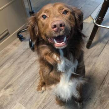 Tessa -  Australian Shepherd Dog for Adoption in Jefferson City, Tennessee - Tessa | PetCurious