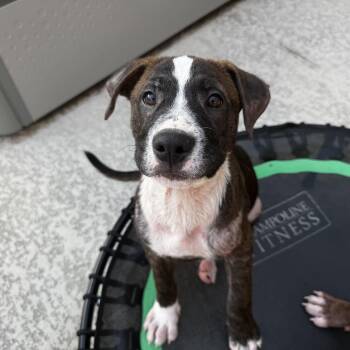 Labrador Retriever and American Staffordshire Terrier Dogs Available for Adoption in Martinez, California - Blair (Billie) | PetCurious