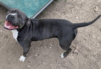 Bonnie -  American Bully Dog for Adoption in Kalkaska, Michigan - Bonnie | PetCurious