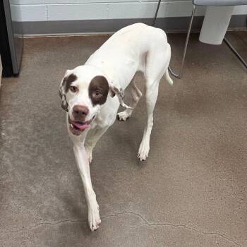 Petey -  Mixed Breed Dog for Adoption in Chattanooga, Tennessee - Petey | PetCurious