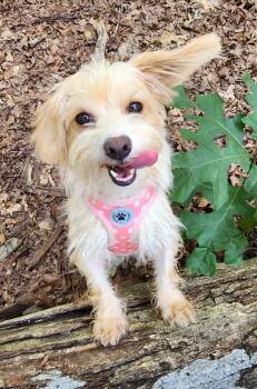 Penny -  Dachshund and Chihuahua Dog for Adoption in Pelzer, South Carolina - Penny | PetCurious