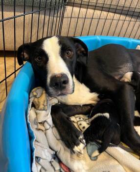 Pit Bull Terrier and Mixed Breed Dogs Available for Adoption - Bessie | PetCurious