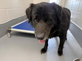 Labrador Retriever and Mixed Breed Dogs Available for Adoption in Ocala, Florida - A382596 | PetCurious