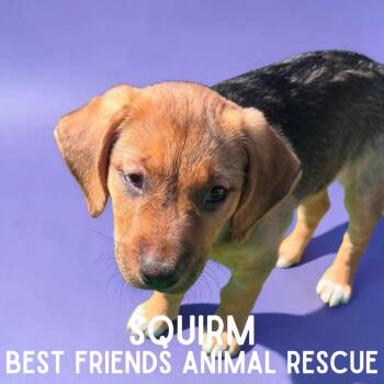 Squirm -  Pit Bull Terrier Dog for Adoption in Wasilla, Alaska - Squirm | PetCurious