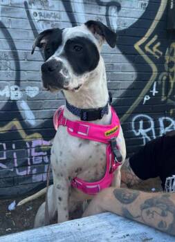 Lana -  Pit Bull Terrier and Mixed Breed Dog for Adoption in Atlanta, Georgia - Lana | PetCurious