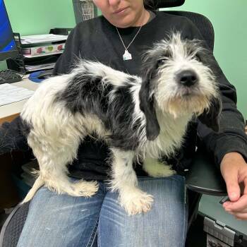 Bearded Collie and Havanese Dogs Available for Adoption in Boulder, Colorado - Juneau | PetCurious