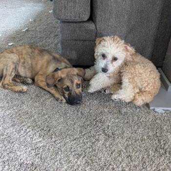 Calypso -  Mixed Breed Dog for Adoption in Buffalo, Minnesota - Calypso | PetCurious