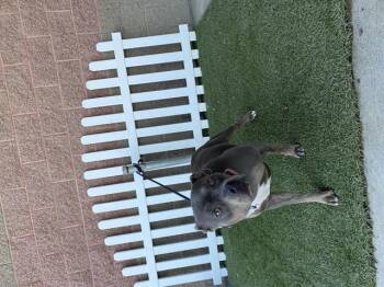 Rescue Pit Bull Terrier Dogs for Adoption in Modesto, California - JADE | PetCurious