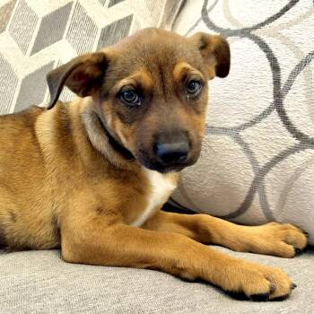 Pine-sol -  Mixed Breed Dog for Adoption in Park City, Utah - Pine-sol | PetCurious