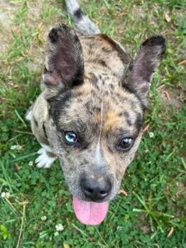 Okefenokee -  Mixed Breed Dog for Adoption in Atlanta, Georgia - Okefenokee | PetCurious