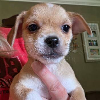 Moana 2026-333 -  Chihuahua Dog for Adoption in Winder, Georgia - Moana 2026-333 | PetCurious