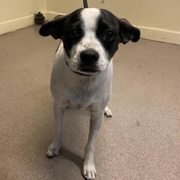 Trixie -  Terrier and Mixed Breed Dog for Adoption in Pasadena, California - Trixie | PetCurious