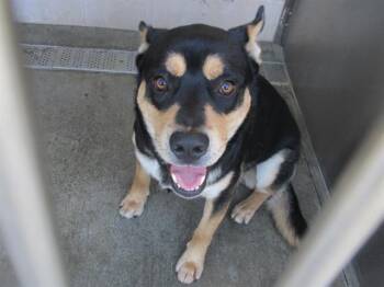 Rescue German Shepherd Dog and Mixed Breed Dogs for Adoption in Tustin, California - JACK | PetCurious