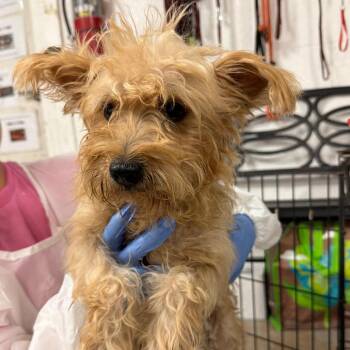 Woody Harrelson -  Yorkshire Terrier and Terrier Dog for Adoption in Edinburg, Texas - Woody Harrelson | PetCurious