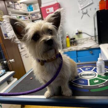 Shih Tzu and Chihuahua Dogs Available for Adoption in Wahiawa, Hawaii - Isabella | PetCurious