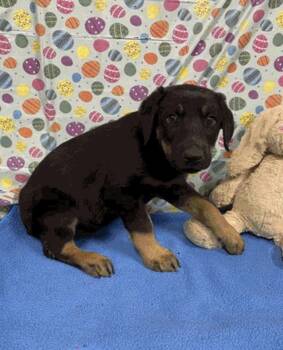 Doberman Pinscher Dogs Available for Adoption in Bothell, Washington - Vada | PetCurious