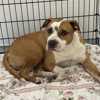 Theo -  Mixed Breed Dog for Adoption in Philadelphia, Pennsylvania - Theo | PetCurious