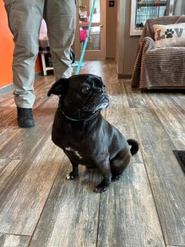 Chloe Yrly 430 -  Pug Dog for Adoption in Sidney, Ohio - Chloe Yrly 430 | PetCurious
