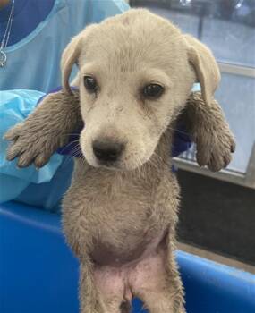 Mixed Breed Dogs Available for Adoption - MUFFY | PetCurious