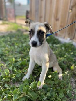 Terrier Dogs Available for Adoption in Harlingen, Texas - Lilo | PetCurious