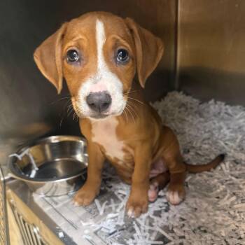 Ella Pattington -  Beagle Dog for Adoption in East St. Louis, Illinois - Ella Pattington | PetCurious