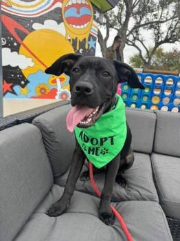 Pit Bull Terrier and Labrador Retriever Dogs Available for Adoption - Archie Goofy Family Lab | PetCurious