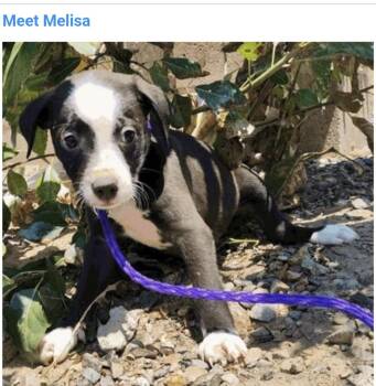 Melisa -  Pit Bull Terrier Dog for Adoption in Salt Lake City, Utah - Melisa | PetCurious