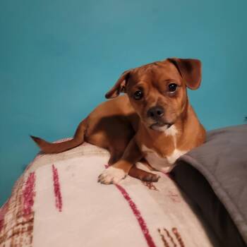 Paco -  Chiweenie Dog for Adoption in Williston, Vermont - Paco | PetCurious