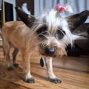 Cairn Terrier Dogs Available for Adoption - Savannah | PetCurious