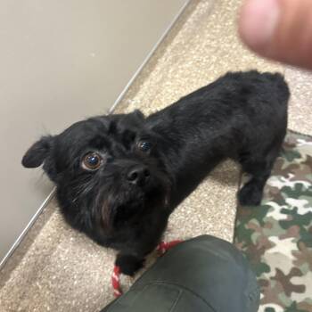 Echo -  Mixed Breed Dog for Adoption in Sonoma, California - Echo | PetCurious