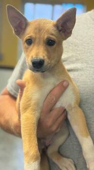 Sophia -  Shepherd and Mixed Breed Dog for Adoption in Bowling Green, Kentucky - Sophia | PetCurious