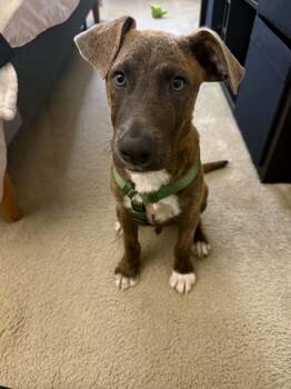 Puppy Eddie -  Mixed Breed and Terrier Dog for Adoption in Center Square, Pennsylvania - Puppy Eddie | PetCurious