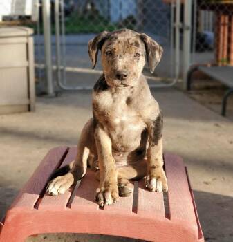 Astrid -  Great Dane Dog Available for Adoption in Sandy Hook, Manitoba - Astrid | PetCurious