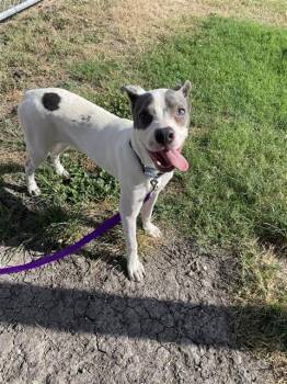 FRODO -  Pit Bull Terrier and Mixed Breed Dog for Adoption in Corpus Christi, Texas - FRODO | PetCurious
