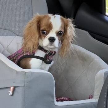 Cavalier King Charles Spaniel Dogs Available for Adoption in Alafaya, Florida - Cami | PetCurious
