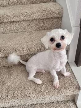 Maltese and Miniature Poodle Dogs Available for Adoption in Pflugerville, Texas - Johnny Bravo | PetCurious