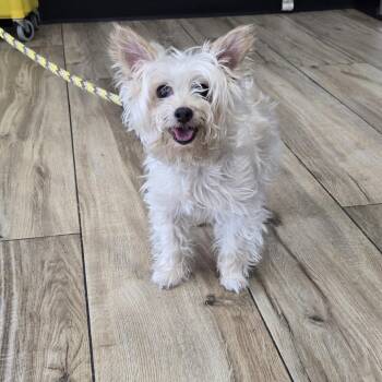 Winn Dixie -  West Highland White Terrier Westie Dog for Adoption in Newark, New Jersey - Winn Dixie | PetCurious