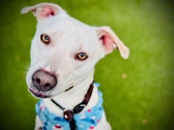 Labrador Retriever and Pit Bull Terrier Dogs Available for Adoption in Orlando, Florida - PACMAN | PetCurious