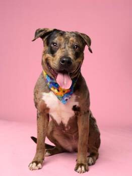 Rue -  Pit Bull Terrier and Mixed Breed Dog for Adoption in Atlanta, Georgia - Rue | PetCurious
